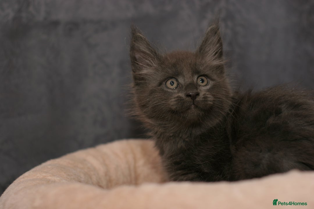 Maine Coon cats for sale: Mainecoon kittens TICA REGISTERED stunning - Advert 27