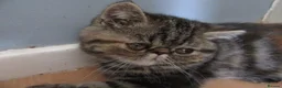Exotic cats for sale: Gorgeous Exotic kittens - Advert 6