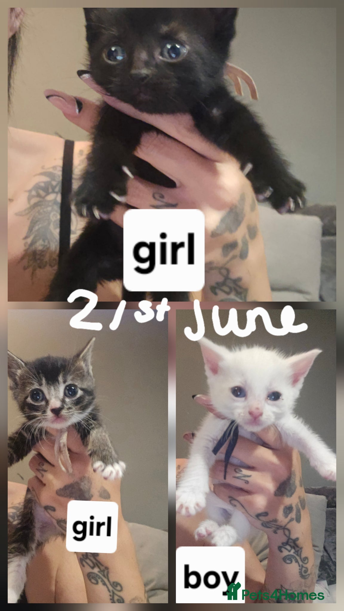 Mixed Breed cats Kitten for sale  - Advert 3