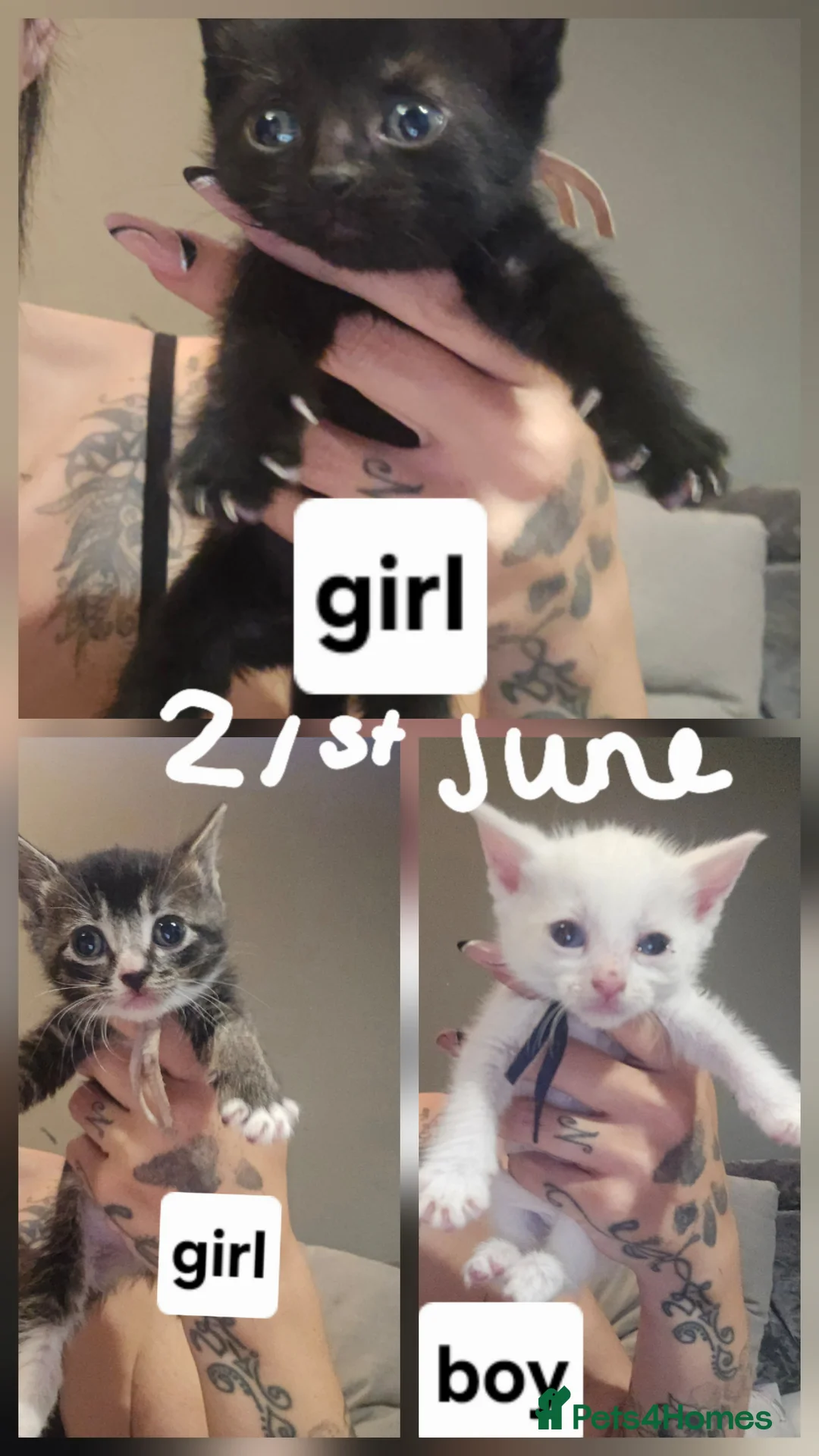 Mixed Breed cats for sale: Kitten for sale  - Advert 1