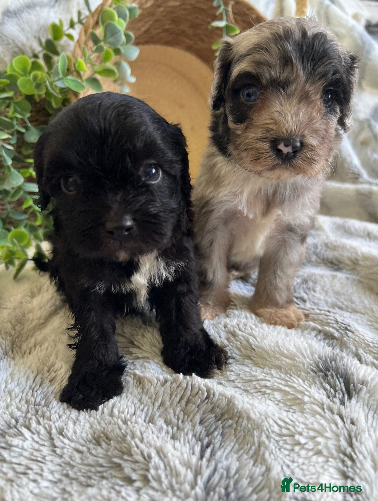 Cavapoo dogs THERAPY RAISED CAVAPOOS - Advert 1