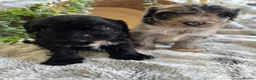 Cavapoo dogs for sale: THERAPY RAISED CAVAPOOS - Advert 1