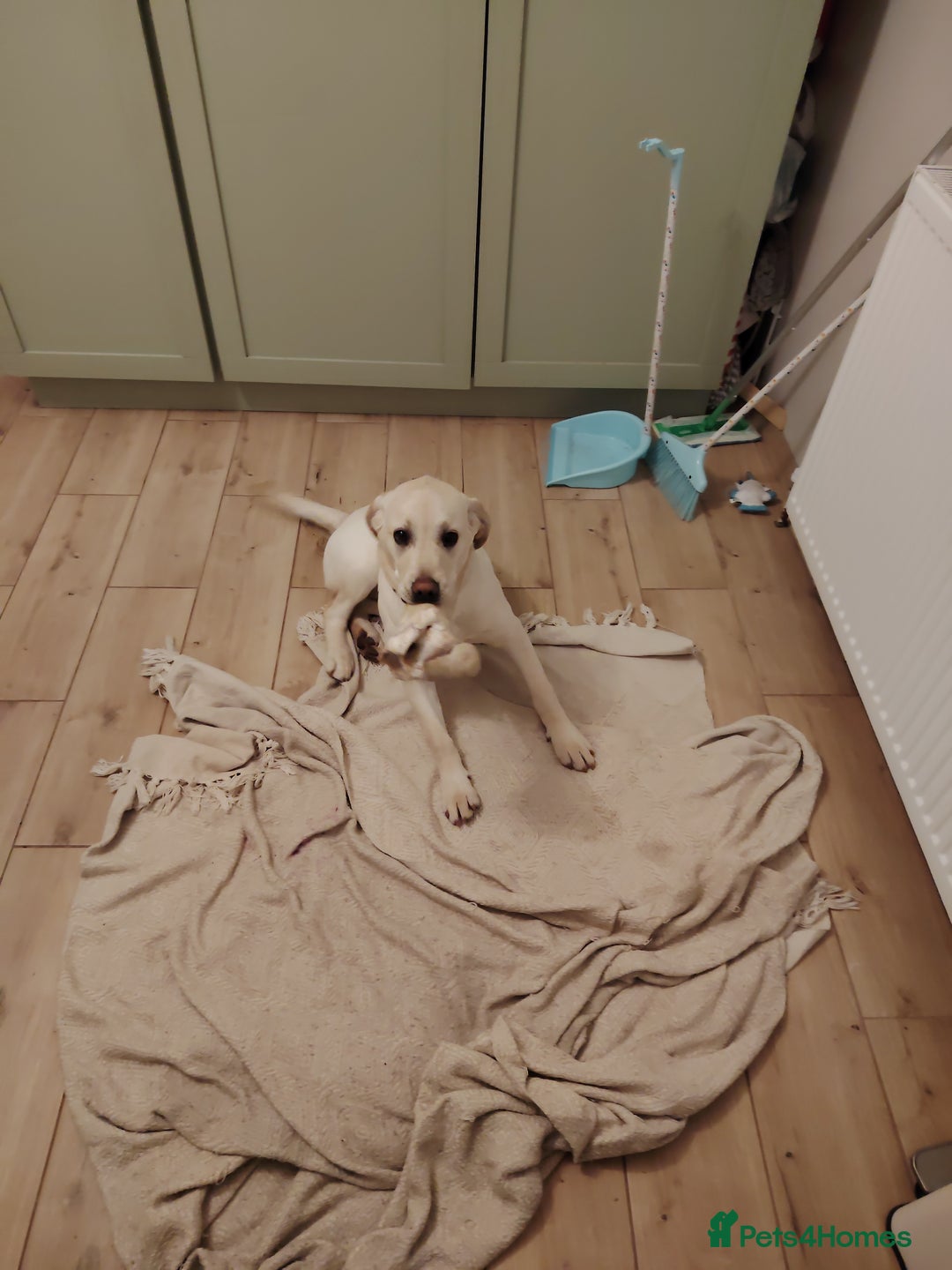 Labrador Retriever dogs for sale: Labrador retriver - Advert 18