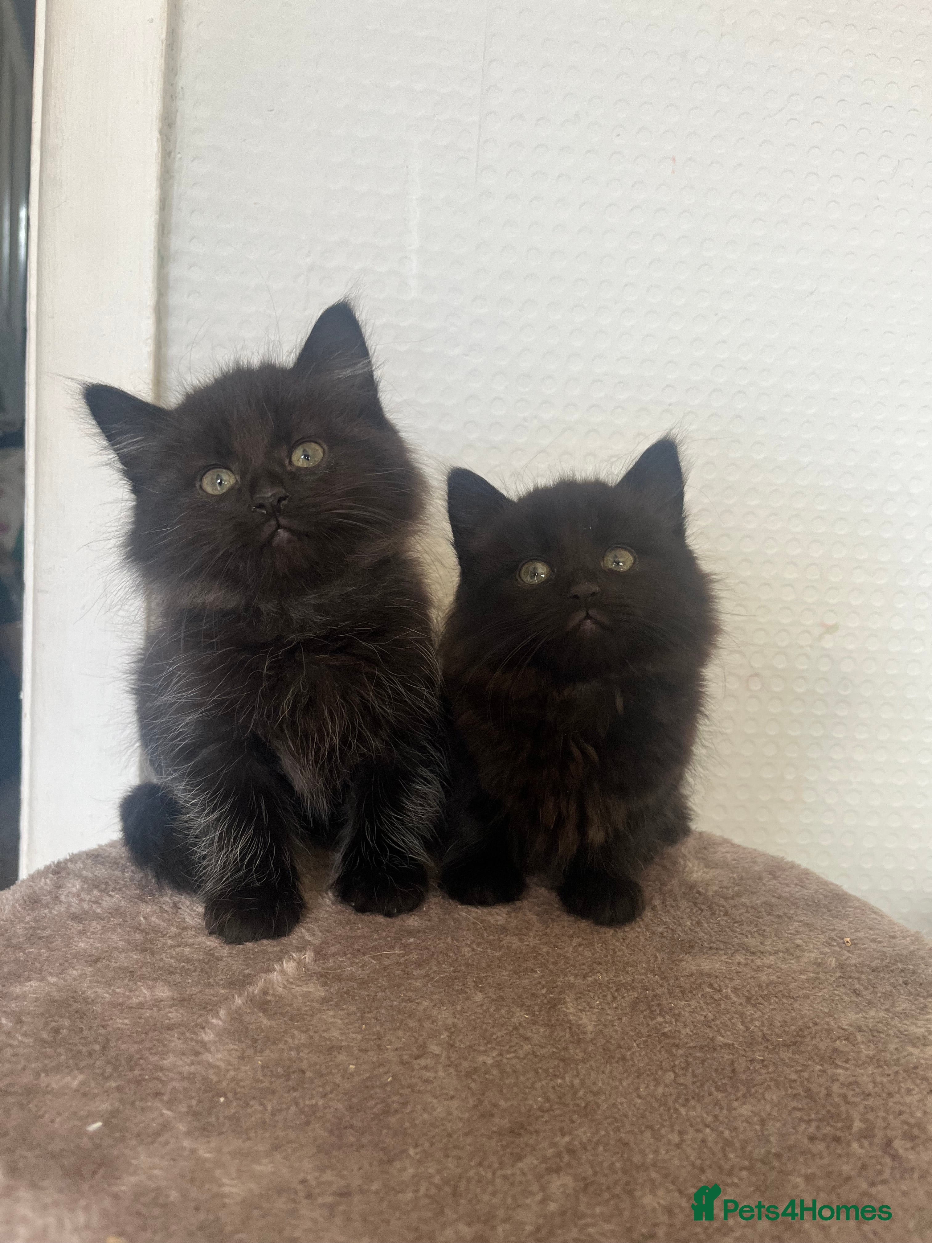 Mixed Breed cats RAGDOLL X KITTENS 💕💙 - Advert 3