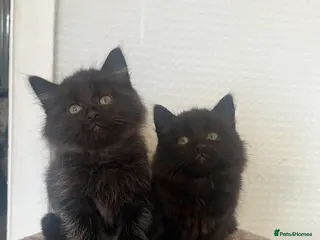 Mixed Breed cats RAGDOLL X KITTENS 💕💙 - Advert 3