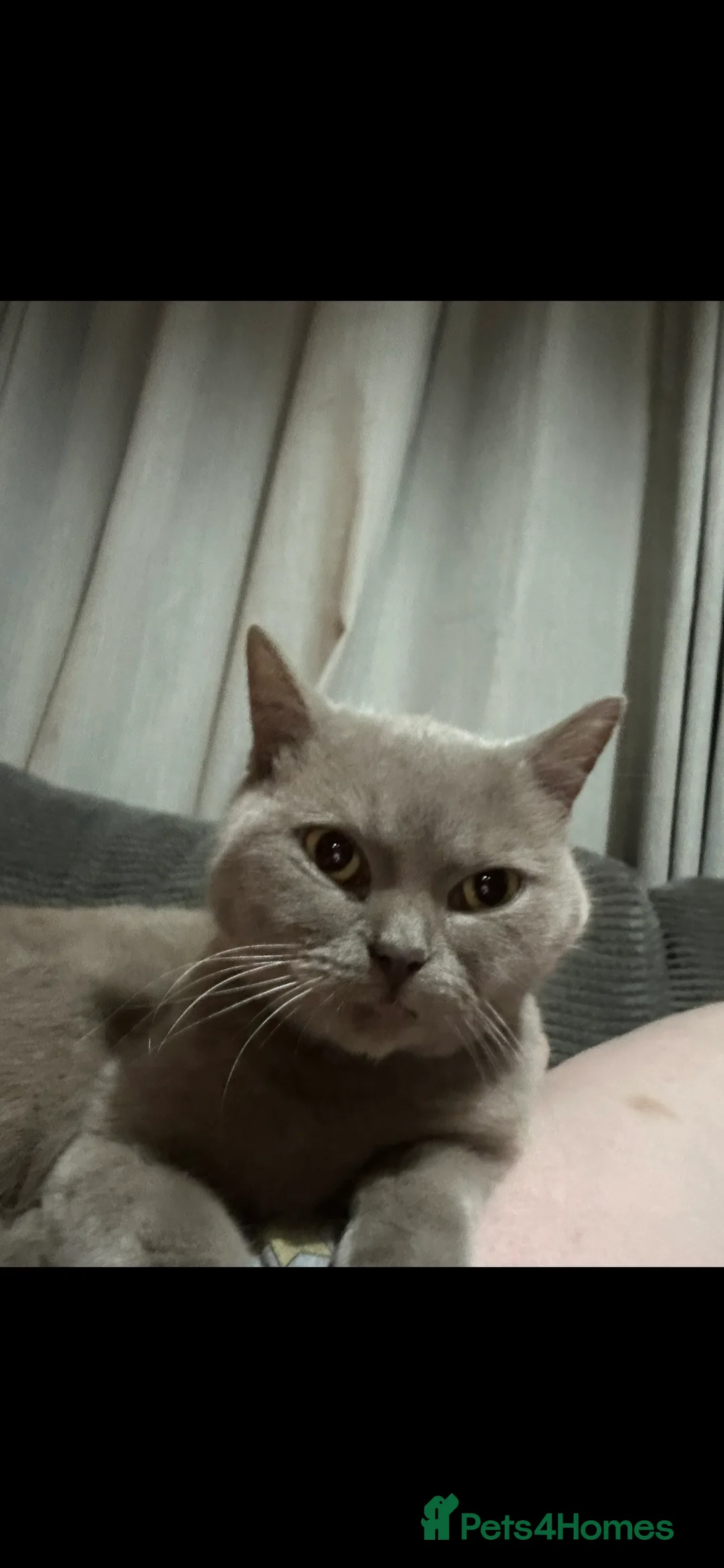 British Shorthair cats for sale: 3 year old lilac British shorthair - Advert 5