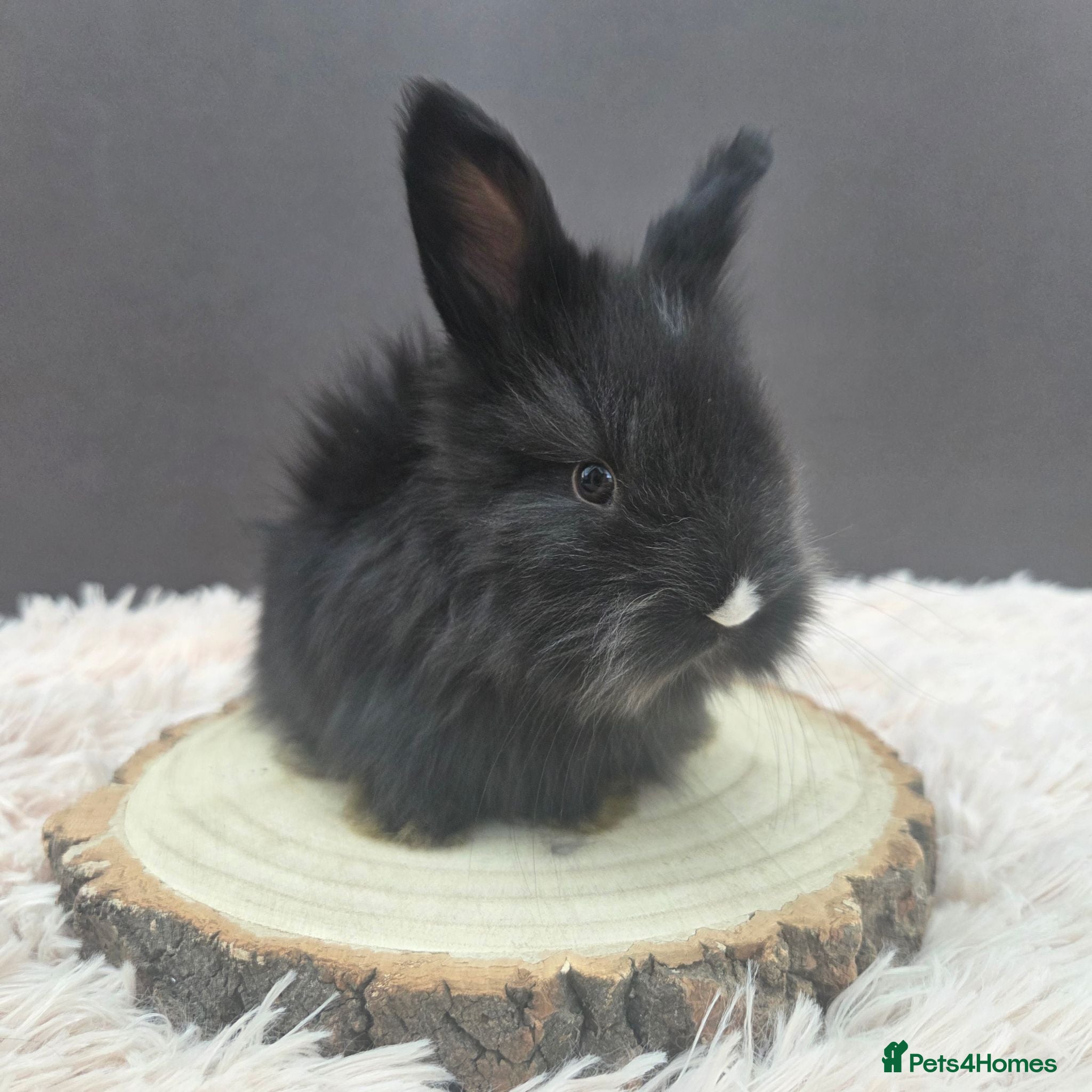 Angora rabbits English Angora Babies - Advert 1