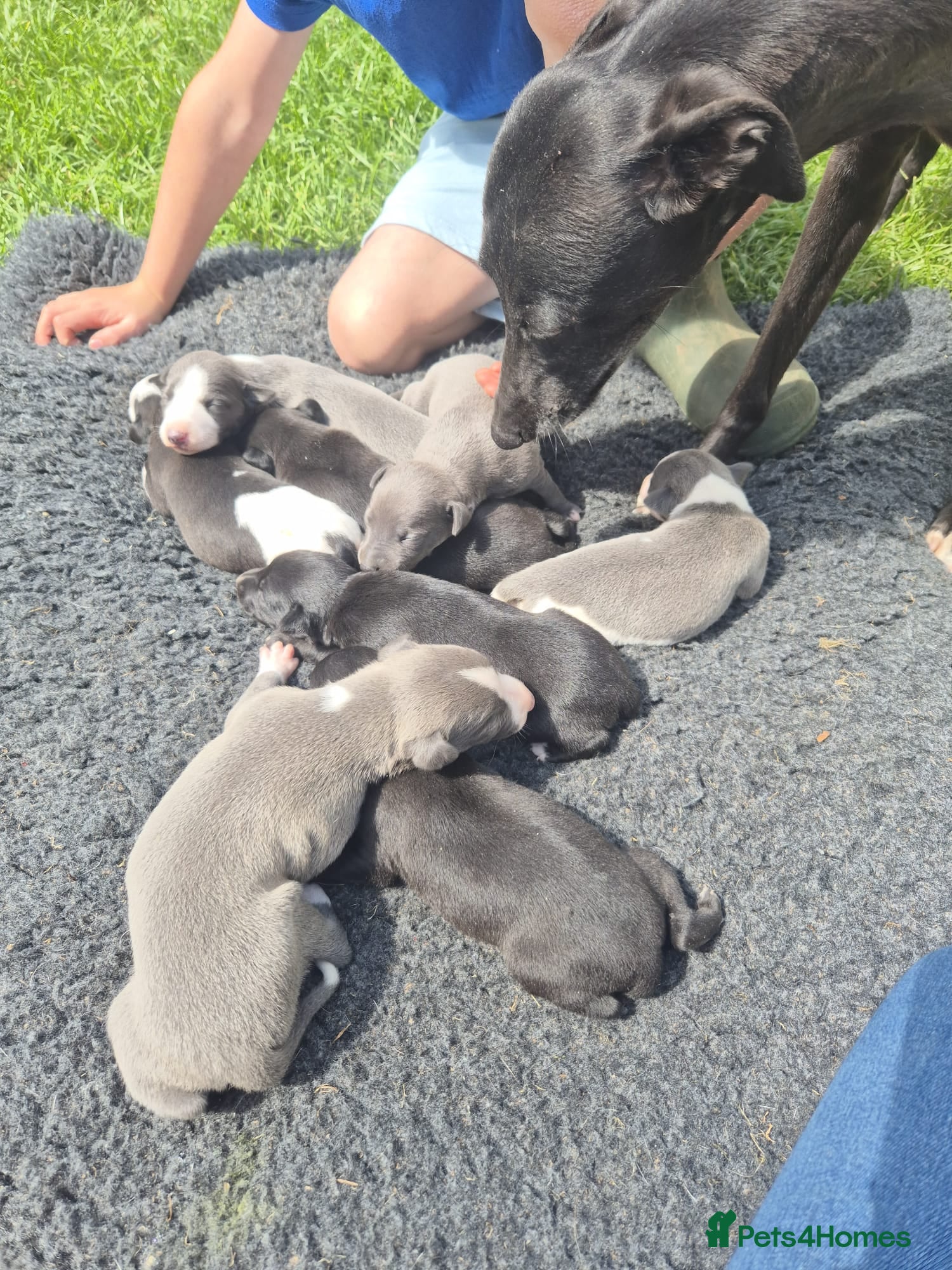 Whippet dogs for sale: Summer’s lovely puppies  in North Tawton - Advert 20