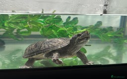 Turtle reptiles for sale: Confident Musk turtle  - Image 2