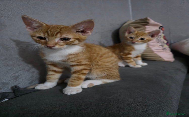 Mixed Breed cats - Advert 2