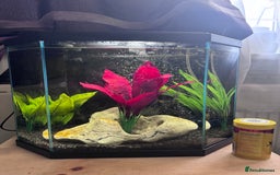 Fancy Goldfish fish for sale: Goldfish with tank - Image 2