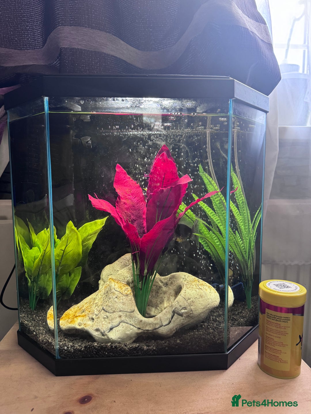 Fancy Goldfish fish for sale: Goldfish with tank - Image 2