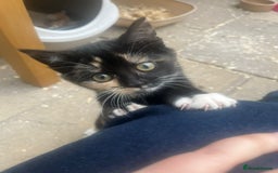 Mixed Breed cats for sale: Female Kitten  - Advert 3