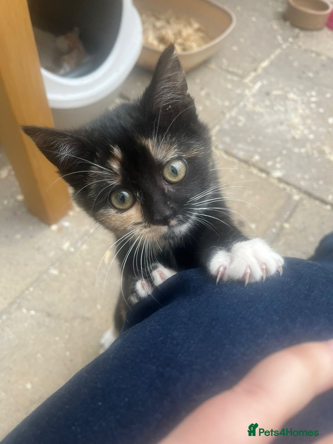 Mixed Breed cats for sale: Female Kitten  - Advert 3