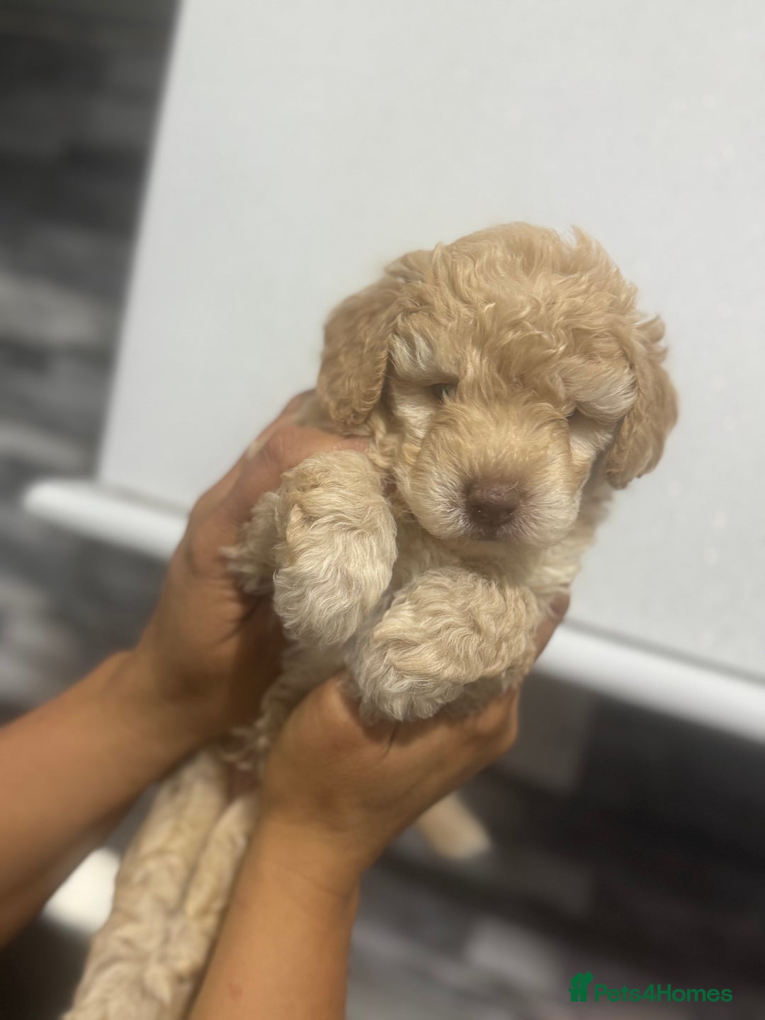 Cavapoo dogs for sale: x4 cockapoos puppies - Advert 20