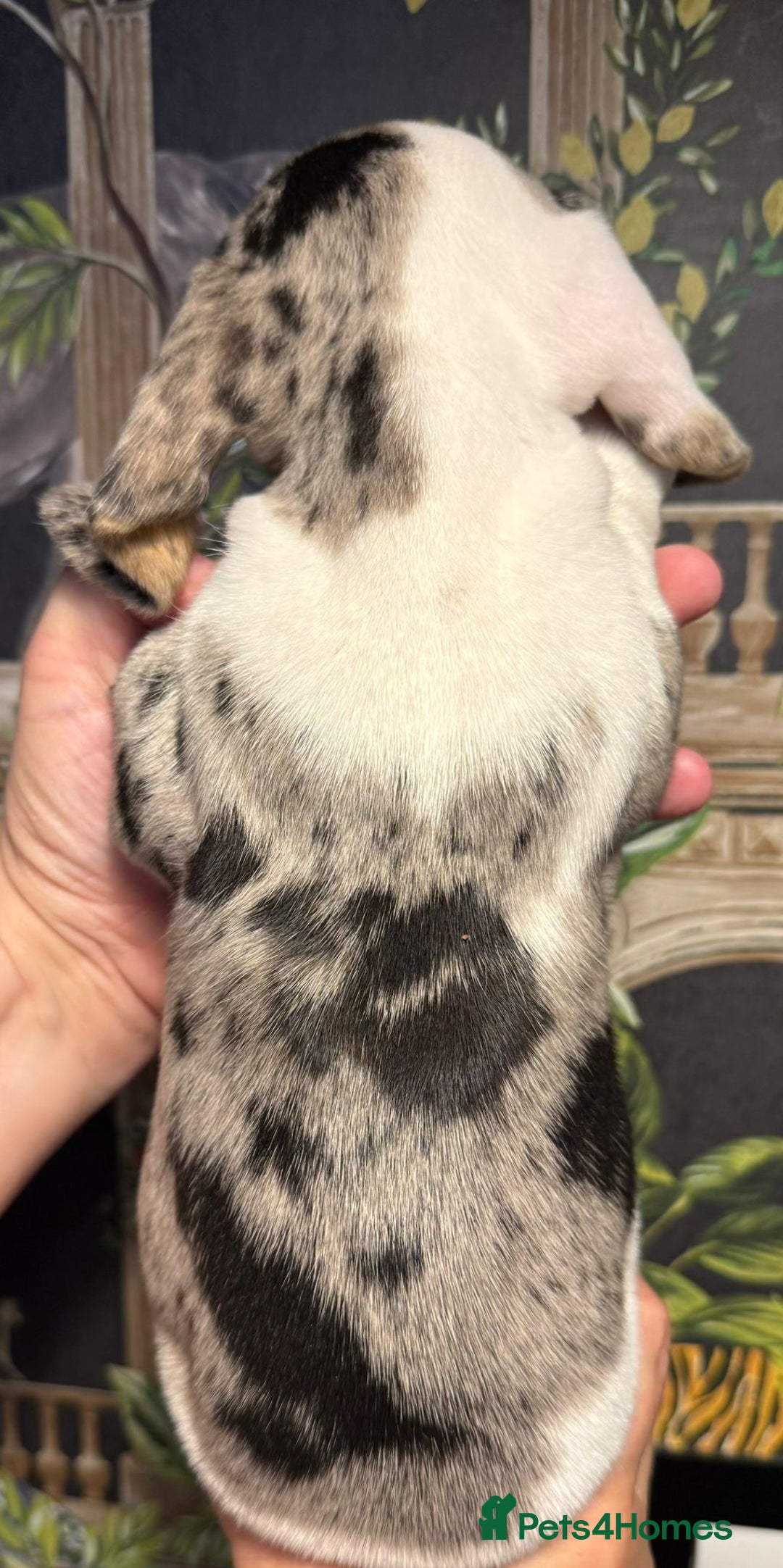 Miniature Dachshund dogs for sale: Stunning Unique Miniature Dachshund Puppies  - Image 13