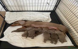 Dachshund dogs for sale: Dachshund  - Image 1