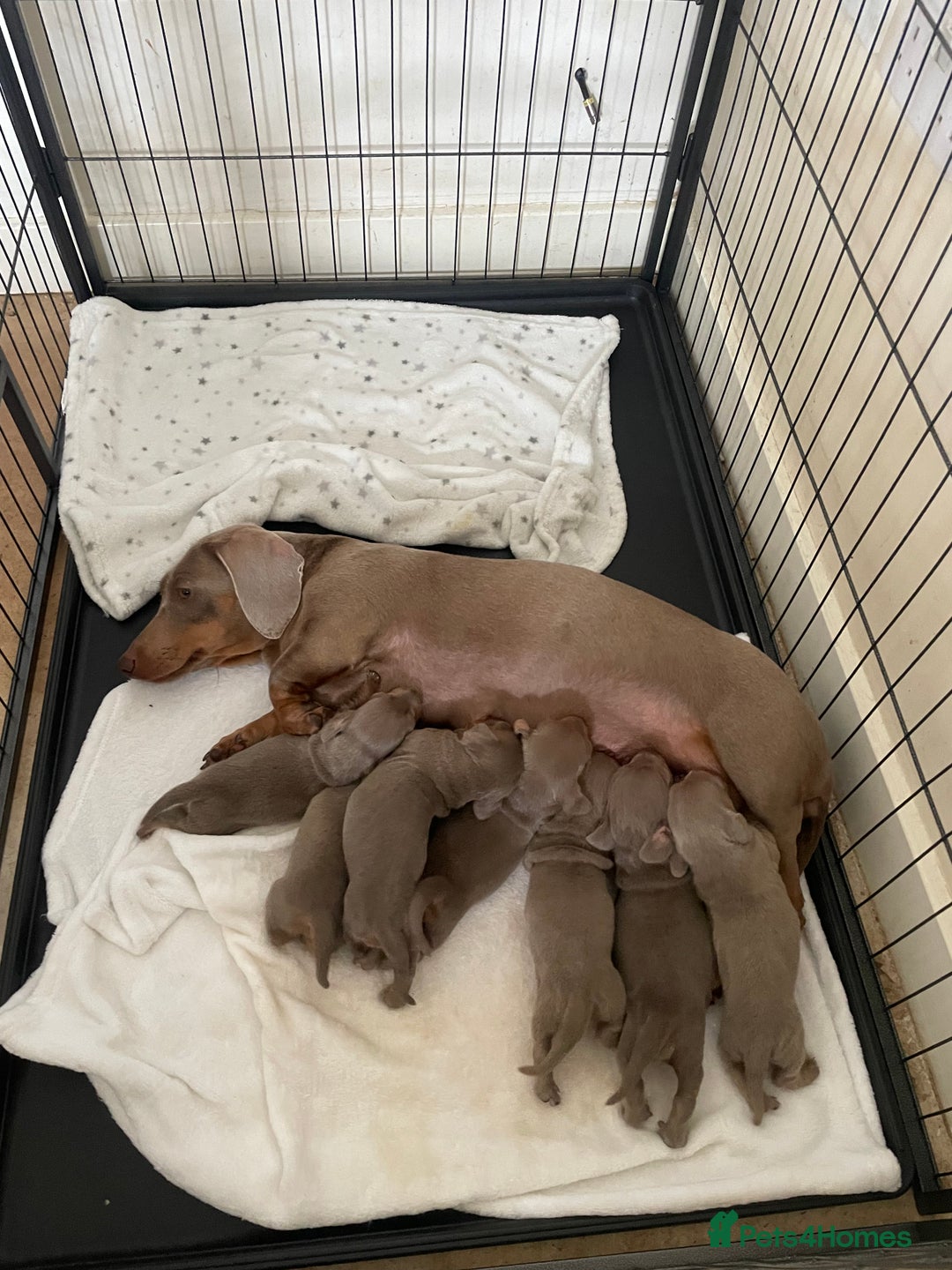 Dachshund dogs for sale: Dachshund  - Image 1