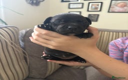 Staffordshire Bull Terrier dogs for sale: 8 Staffordshire Bull Terriers  - Image 28