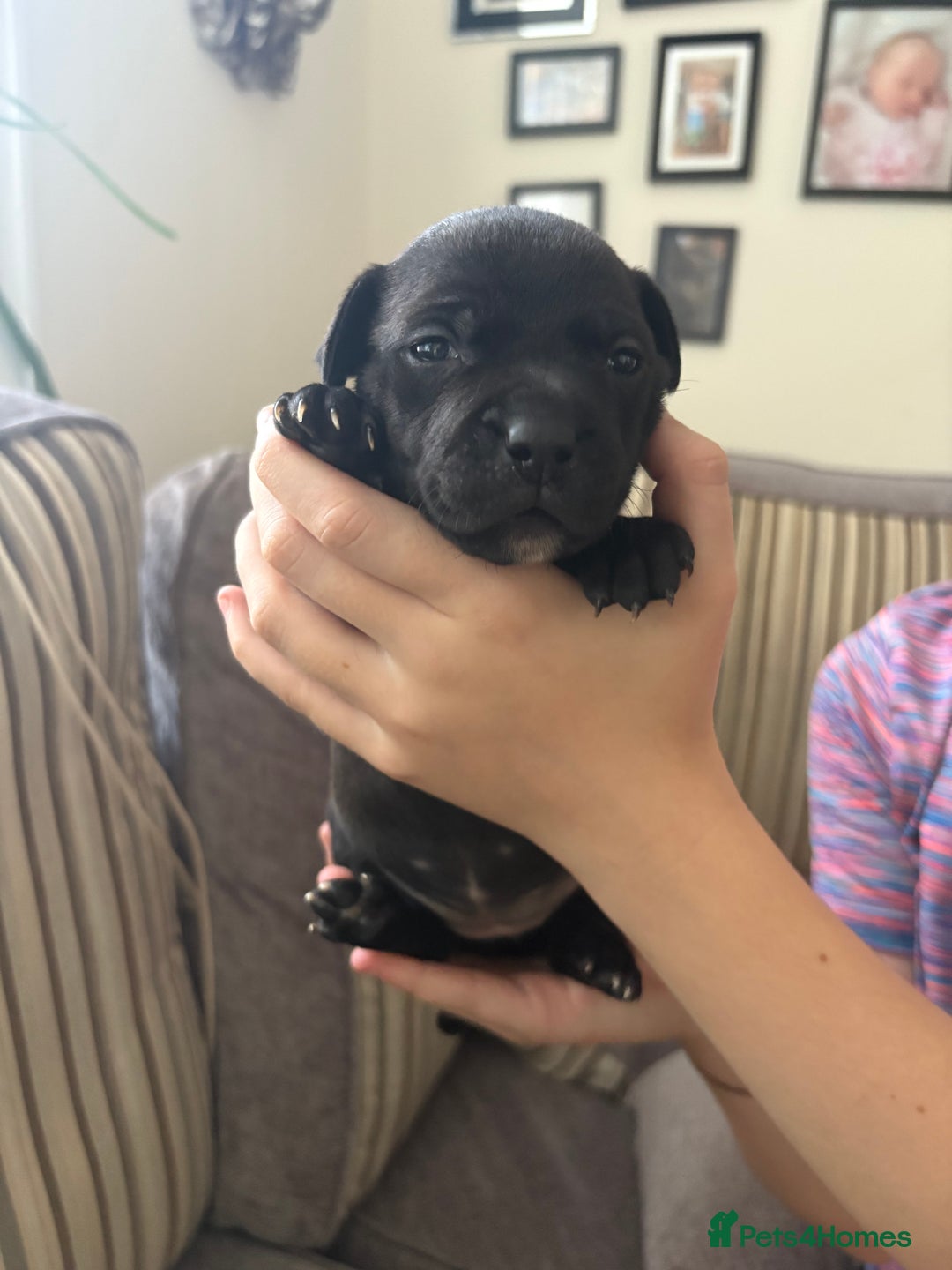 Staffordshire Bull Terrier dogs for sale: 8 Staffordshire Bull Terriers  - Image 28