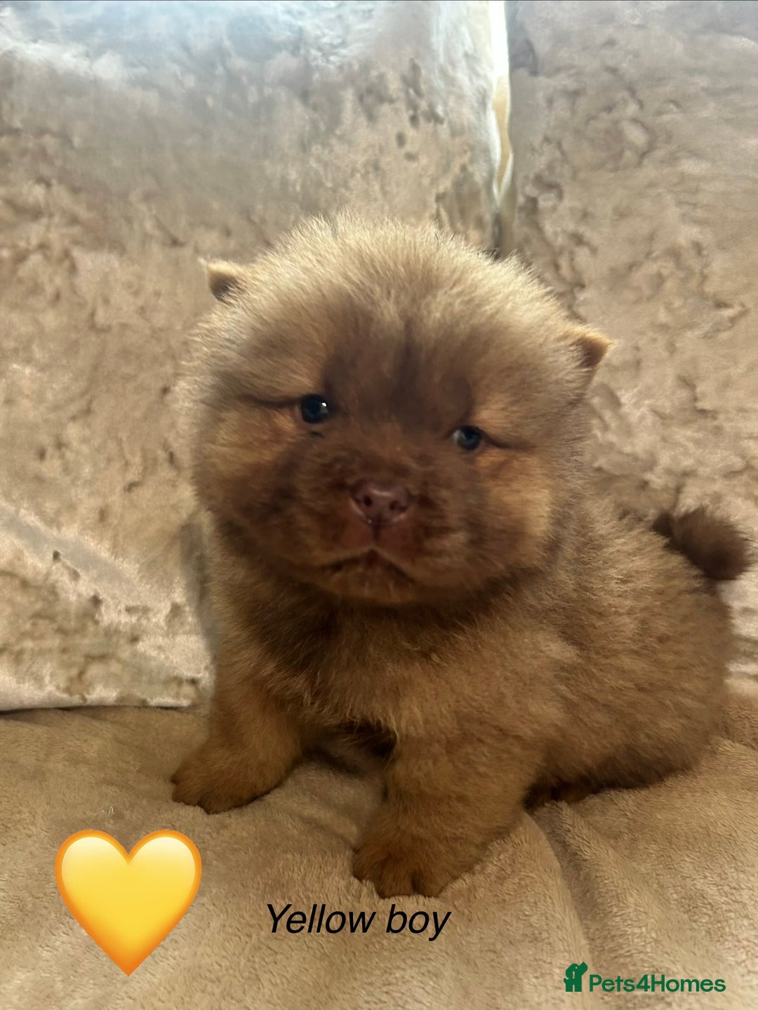 Chow Chow dogs for sale: Beautiful chow chow puppies 🥰 - Advert 8