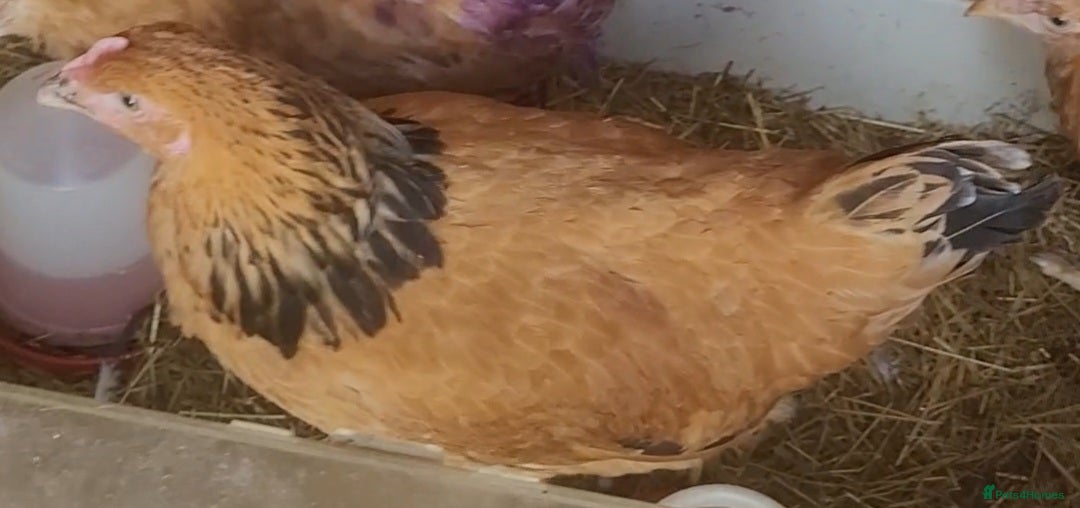 Chickens poultry for sale: Buff Sussex hen for sale for £30 - Image 3
