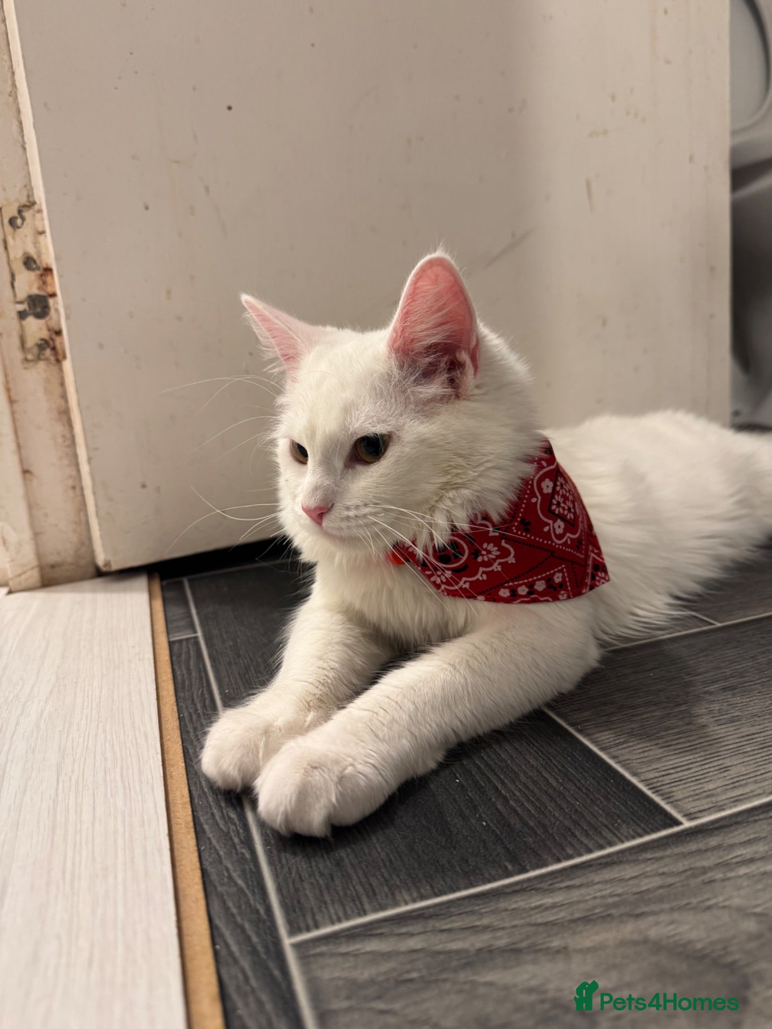 Maine Coon cats Beautiful White Maine Coon Cat - Advert 6