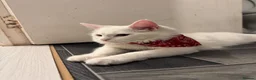 Maine Coon cats for sale: Beautiful White Maine Coon Cat in Glasgow - Advert 1