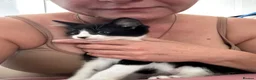 Mixed Breed cats for sale: Healthy and playful kittens for good homes in Chichester - Advert 6