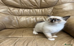 Ragdoll cats for sale: Beautiful Seal Ragdoll Kittens! 2 boys + 1 girl - Image 3