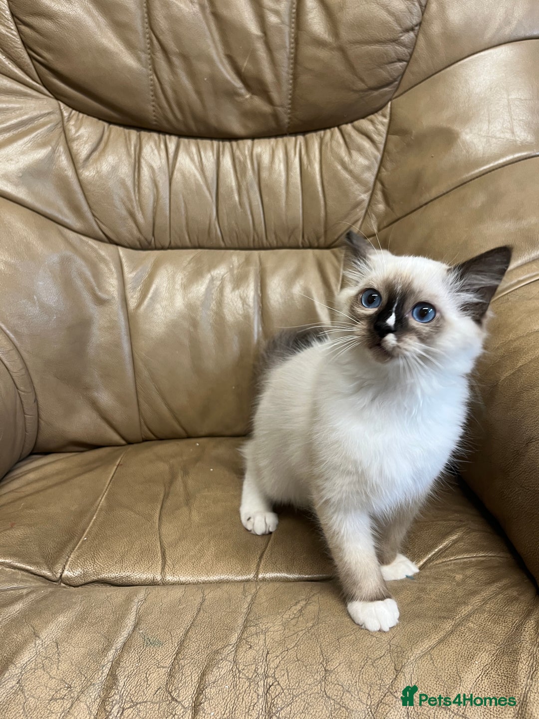 Ragdoll cats for sale: Beautiful Seal Ragdoll Kittens! 2 boys + 1 girl - Image 3