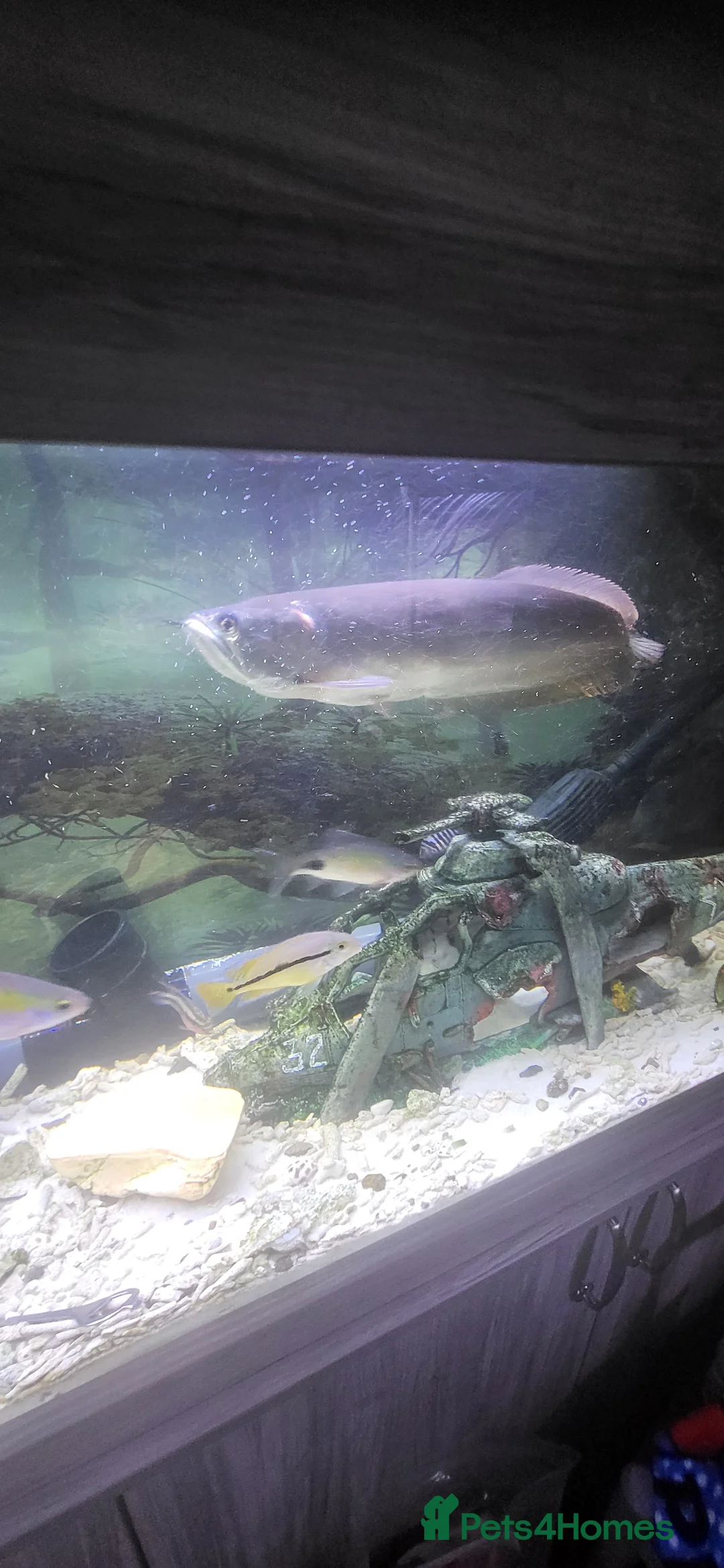 Other/Mixed Breed fish for sale: Large silver arowana - Advert 2