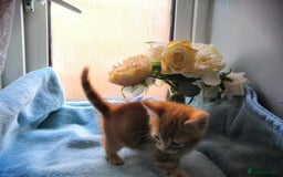 Mixed Breed cats for sale: Beautiful Male kittens VIDEOS - Image 12