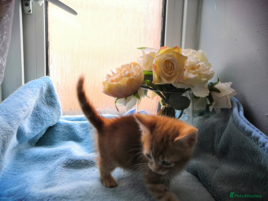 Mixed Breed cats for sale: Beautiful Male kittens VIDEOS - Image 12