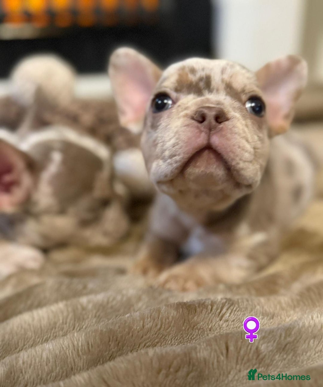 French Bulldog dogs for sale: Rojo and Isabella Merle Pups - Image 6