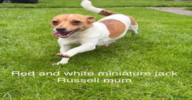 Jack Russell dogs - Advert 13