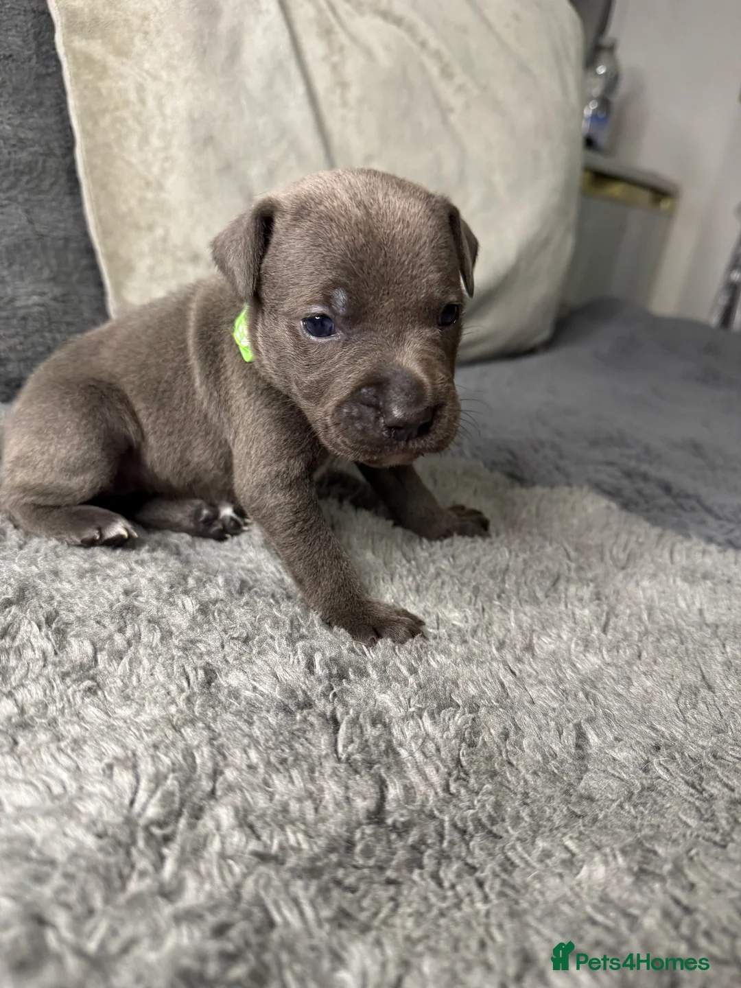 Staffordshire Bull Terrier dogs for sale: Staffy puppy for sale - Advert 6