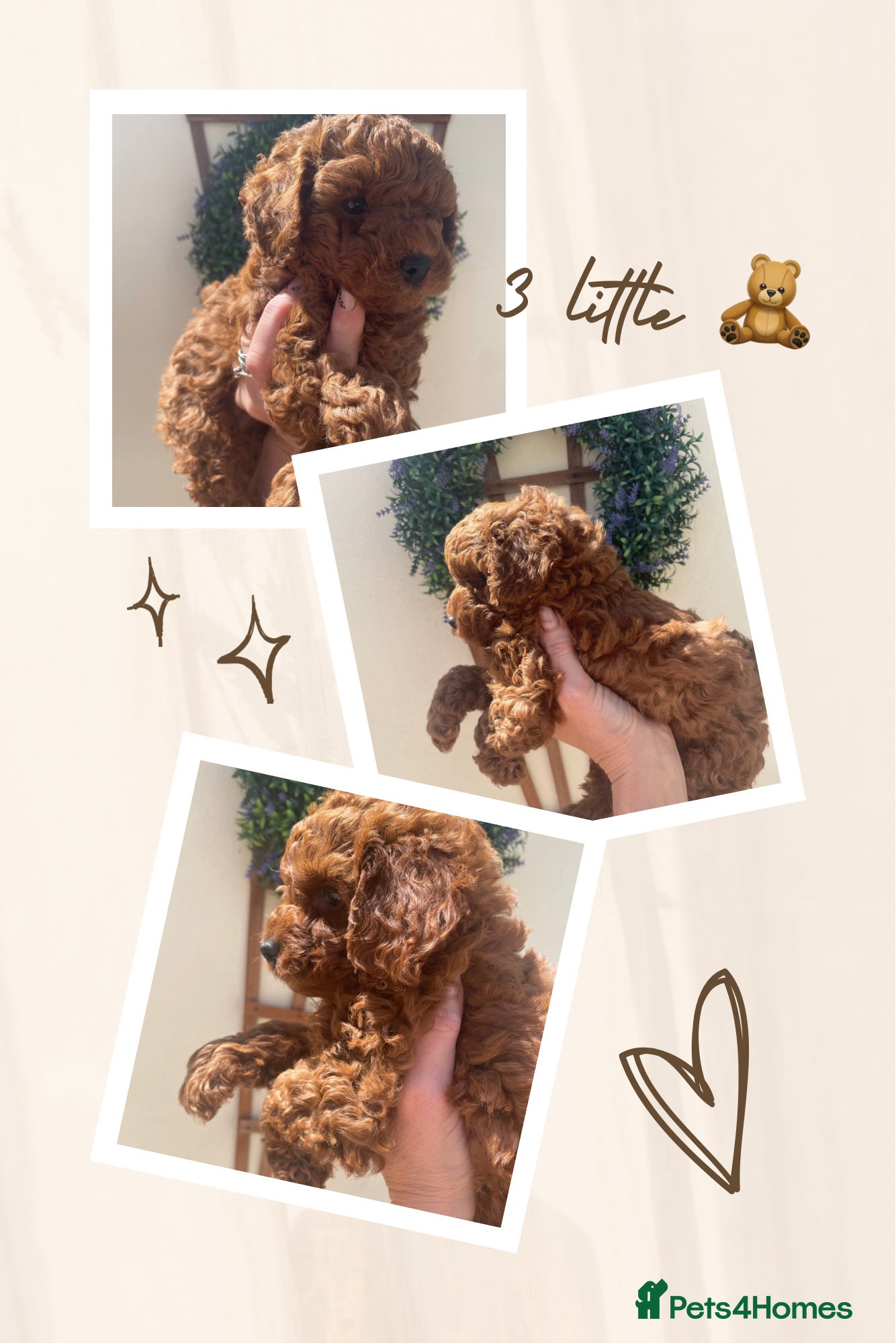 Cavapoochon dogs TOY DNA Tested Hypoallergenic Cavapoochon F1BB  - Advert 14
