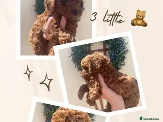 Cavapoochon dogs TOY DNA Tested Hypoallergenic Cavapoochon F1BB - Advert 14