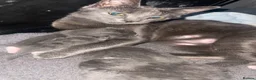 Russian Blue cats for sale: Russian blue mixes - Advert 1
