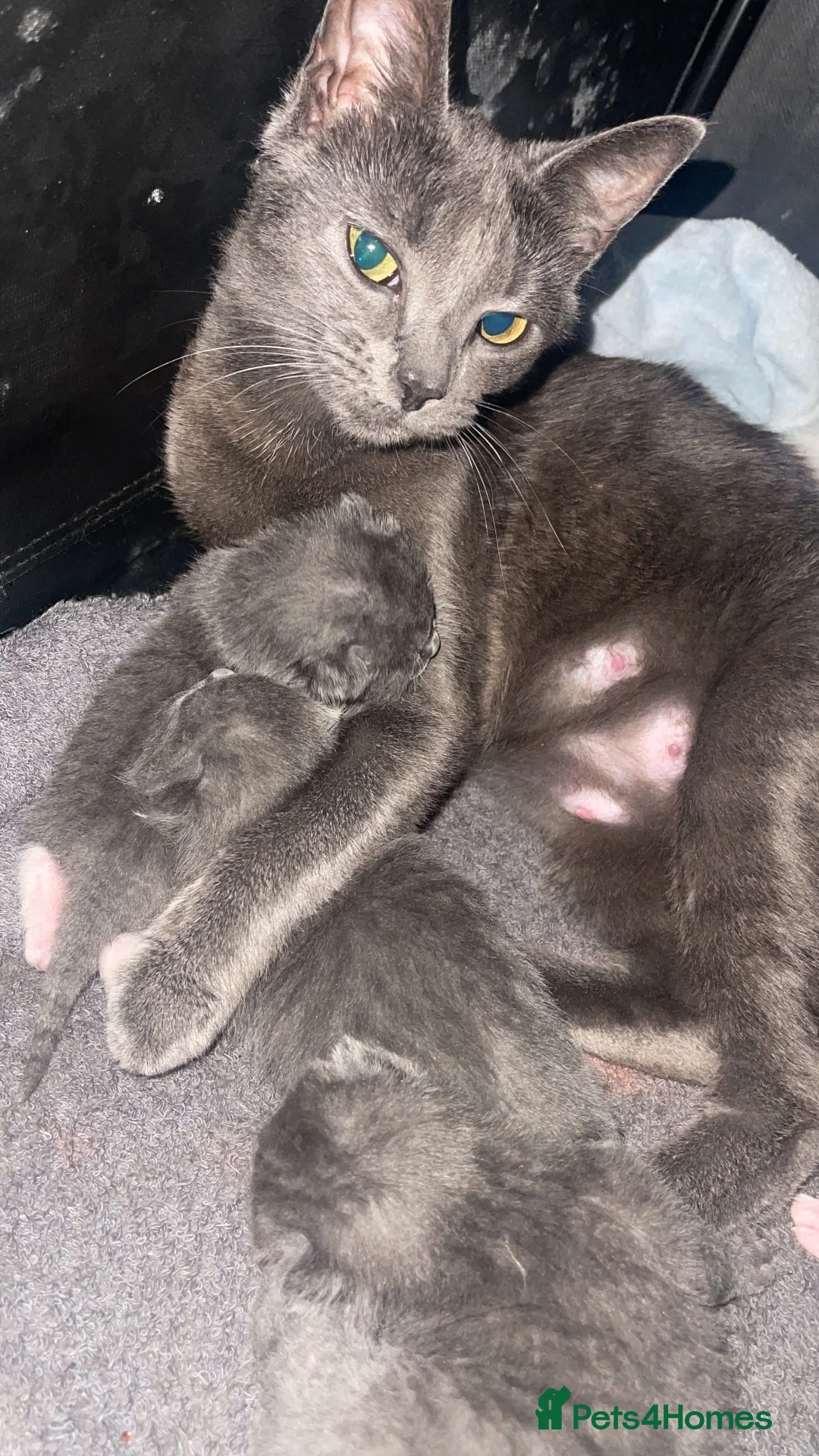 Russian Blue cats for sale: Russian blue mixes - Advert 1