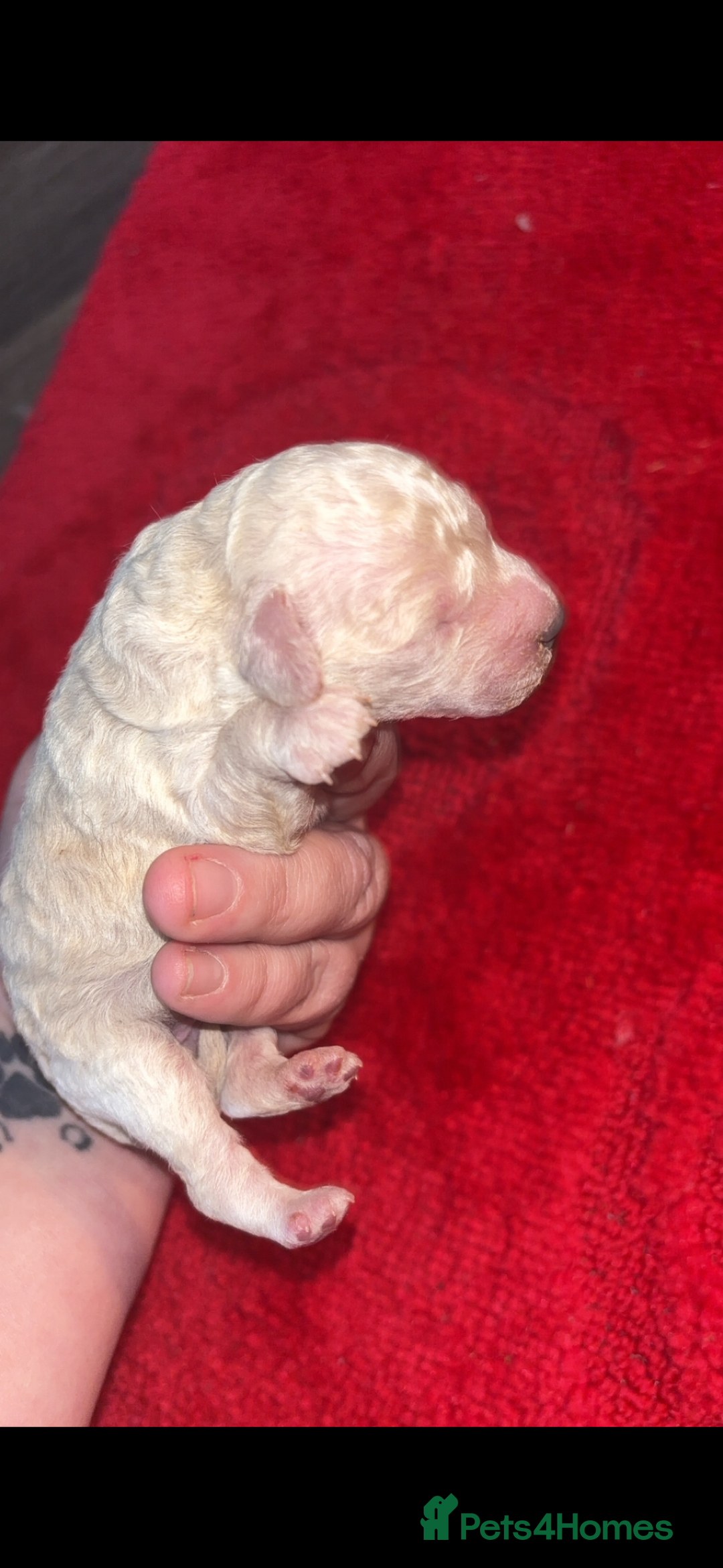 Miniature Poodle dogs for sale: Poodle puppies - Advert 12