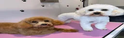 Cavapoochon dogs for sale: Beautiful Cavapoochon Puppies for Loving Homes in Burnley - Advert 13