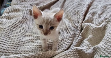 Bengal cats - Advert 1
