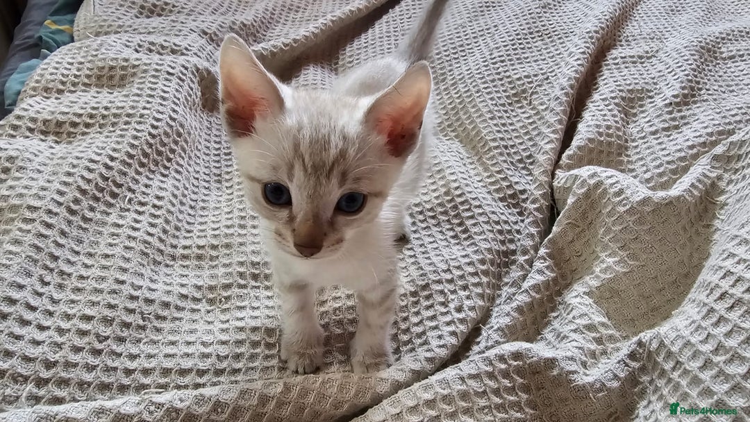 Bengal cats for sale: Cuddly charity donation pay monthly - Image 3