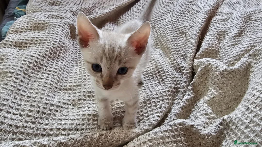 Bengal cats for sale: Guaranteed to be Cuddly *ready now*  - Advert 7