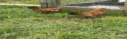 Chickens poultry for sale: MILLIE FLUER BARBU DUCCLE  - Advert 3