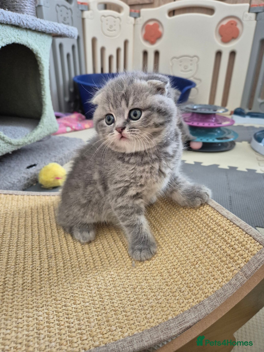 Scottish Fold cats for sale: Scottish Fold/Straight kittens  - Image 19