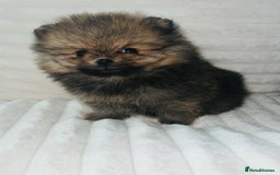 Pomeranian dogs for sale: Adorable Mini Pomeranian Puppies - Image 5