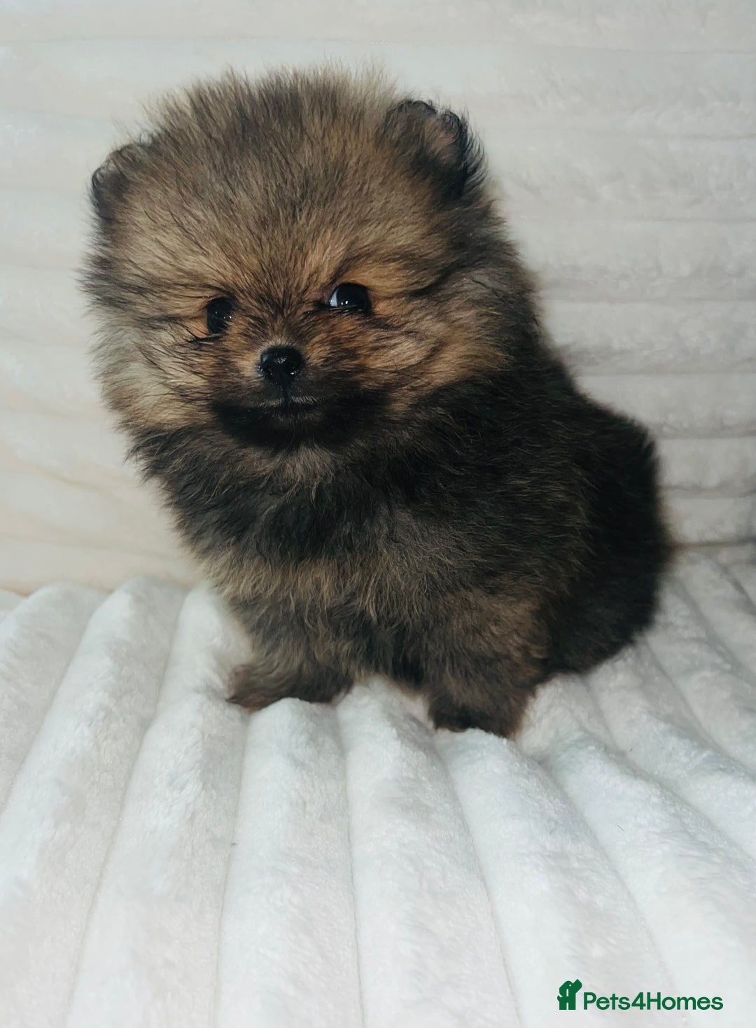 Pomeranian dogs for sale: Adorable Mini Pomeranian Puppies - Image 5